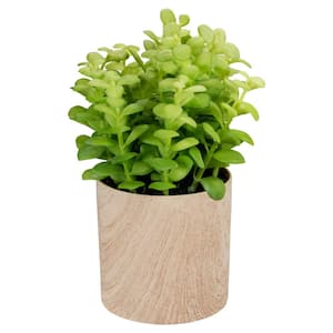 10 in. Green Artificial Privet Plant in Faux Wood Pot
