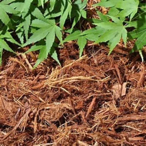 Cascade Cedar (Gorilla Hair) – Bedrock Landscaping