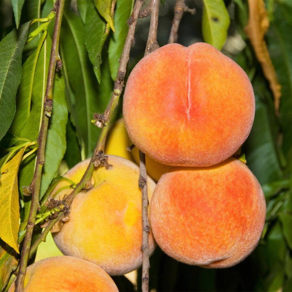 Gurney's Loring Peach (Prunus) Tree, Live Bareroot Standard Fruit Tree ...