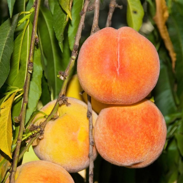 Gurney's Loring Peach (Prunus) Tree, Live Bareroot Standard Fruit Tree (1-Pack)