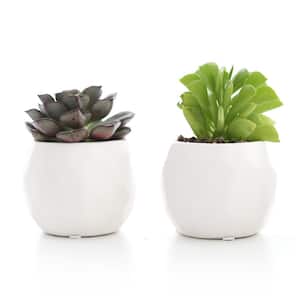 2.5 in. Assorted Succulent Set in White Geometric Pot (Pack of 2)