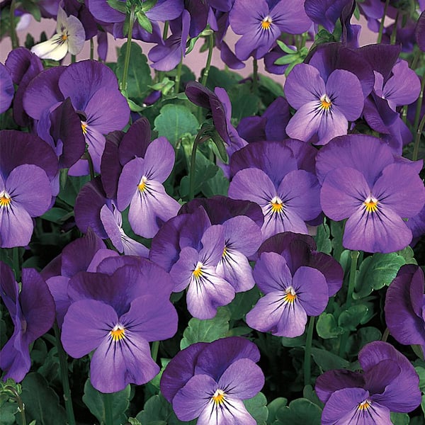 ALTMAN PLANTS 1-Pint Blue and Purple Viola Plant 1904 - The Home Depot