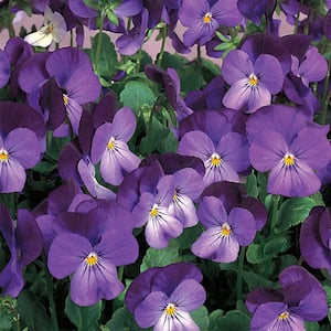 4.5 in. Blue and Purple Viola Plant