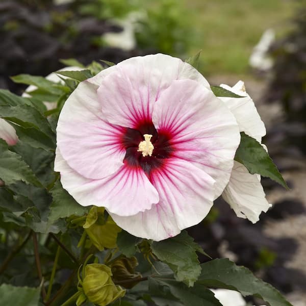 national PLANT NETWORK Bare Root Giant Hibiscus 'Angel Eyes' 2-Piece