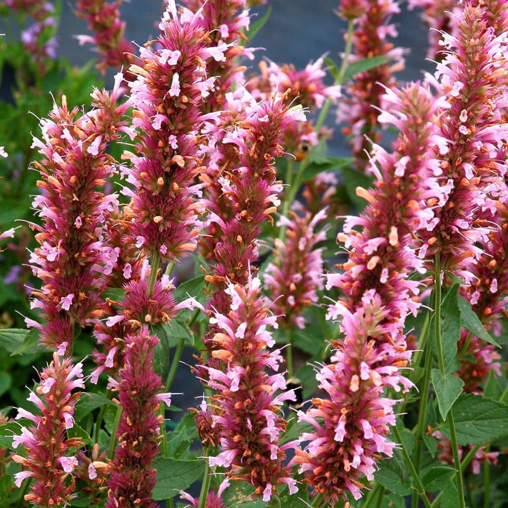 1 gal. Cotton Candy Agastache Flowering Perennial Plant (2-Pack) price history on PriceWatchPro