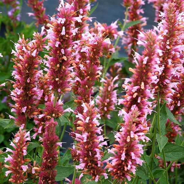 1 gal. Cotton Candy Agastache Flowering Perennial Plant (2-Pack)
