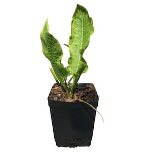Quart Pot Horseradish Plant