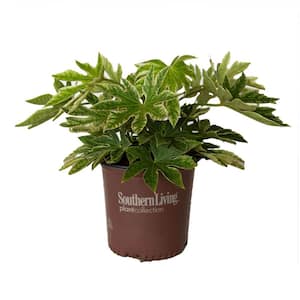1.5 Gal. Spider's Web Fatsia Japonica (Japanese Aralia) Variegated Evergreen Shrub - Part to Shade Live Outdoor Plant
