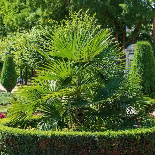 national PLANT NETWORK 3 gal. Windmill Palm HD2660 - The Home Depot