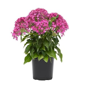 Pink Pentas Star Flower Outdoor Garden Landscaping Perennial Plant in 2.5 qt. Grower Pot