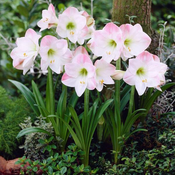 Unbranded Garden Amaryllis Pink Dormant Bulbs (4-Pack)