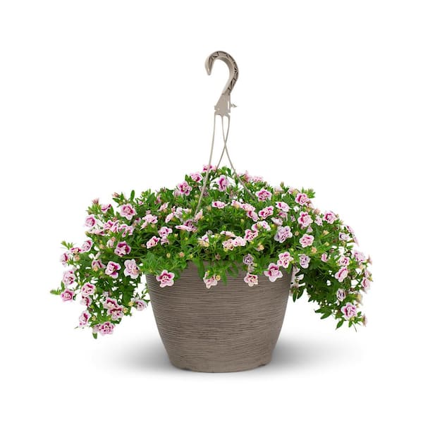Vigoro 1.8 Gal. Calibrachoa Mini Pink in 11 in. Hanging Basket