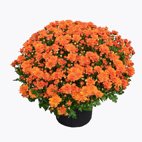 ENCORE AZALEA 3 Qt. Chrysanthemum (Mum) Plant with Orange Flowers