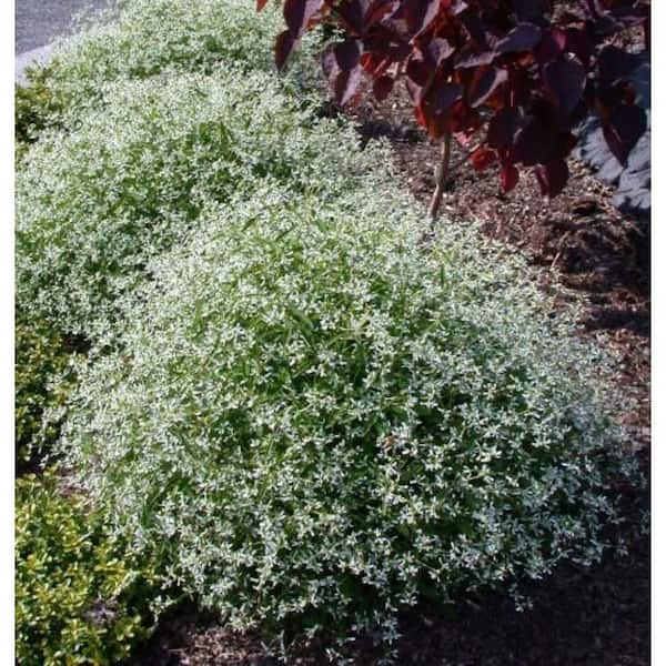 光の花石❇️希少 イジェン産 クォーツ フラワークラスター 大 1.5 Pt. Proven Winners Euphorbia Diamond Frost Annual Plant with