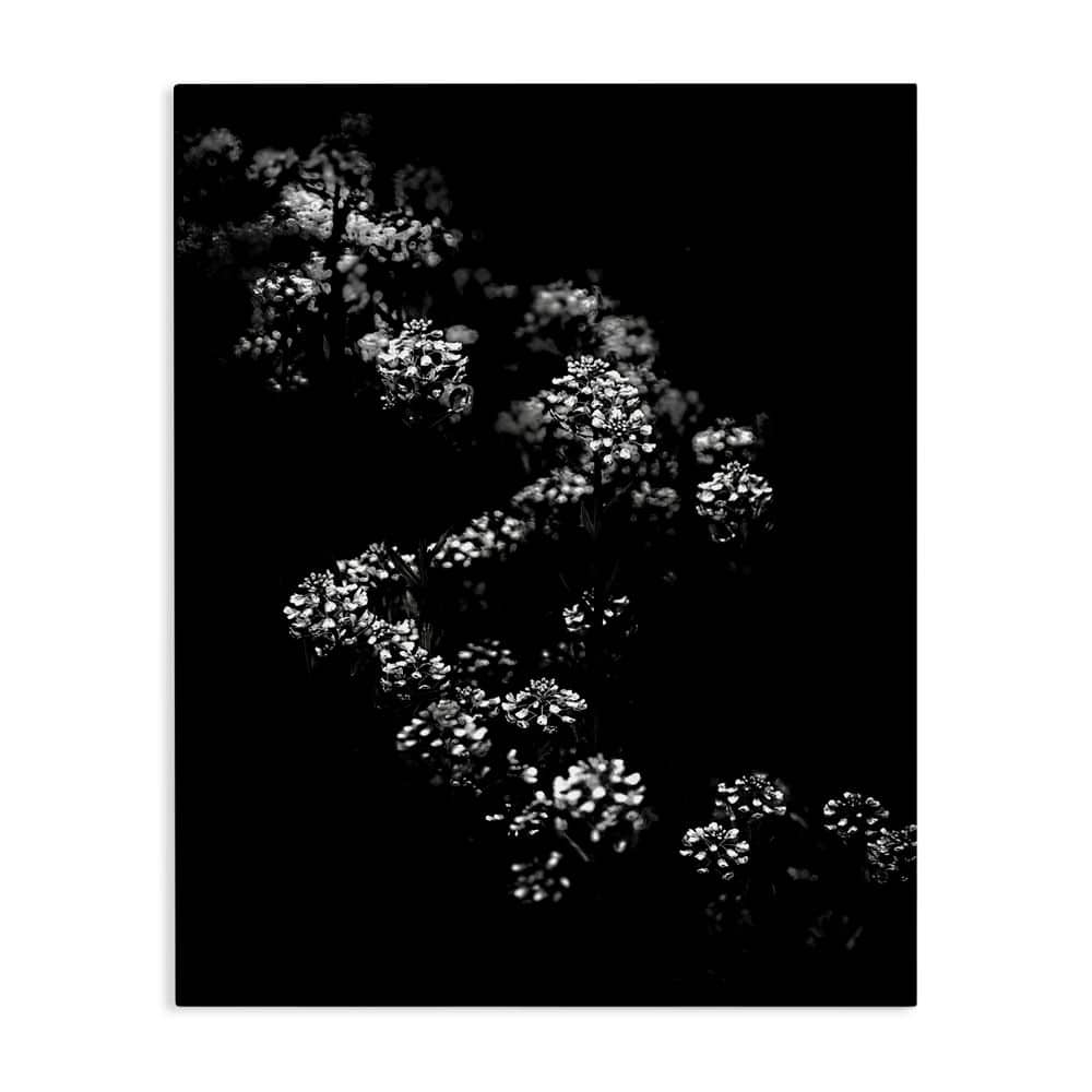 Curved Blossom Line by Brian Carson Unframed Nature Graphic Art Print 20 in. x 16 in. price history on PriceWatchPro
