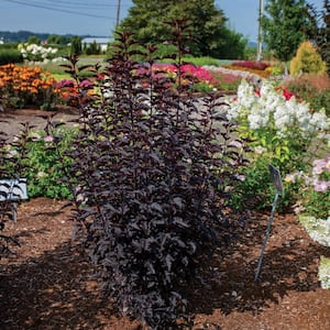 2 Gal. Panther Ninebark (Physocarpus) Live Shrub in Pink Flowers