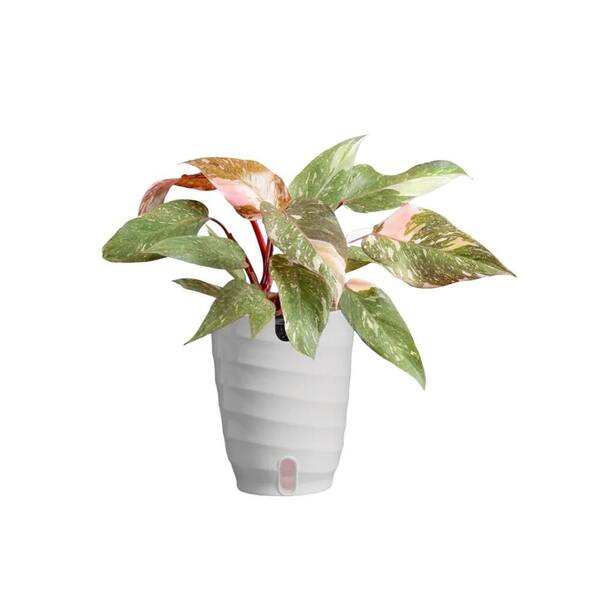 Vigoro Pink Princess Philodendron Plant in 6in. White Decor Pot