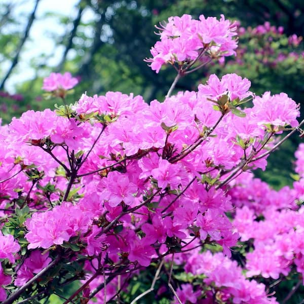 national PLANT NETWORK 1 Gal. Azalea Elsie Lee Shrub with Purple