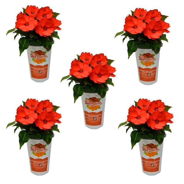 SunPatiens 1 Qt. Compact Orange SunPatiens Impatiens Outdoor Annual ...