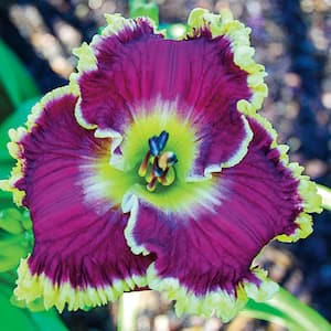 2.50 qt. Pot, Mulberry Freeze Daylily, Live Potted Deciduous Flowering Perennial Plant (1-Pack)