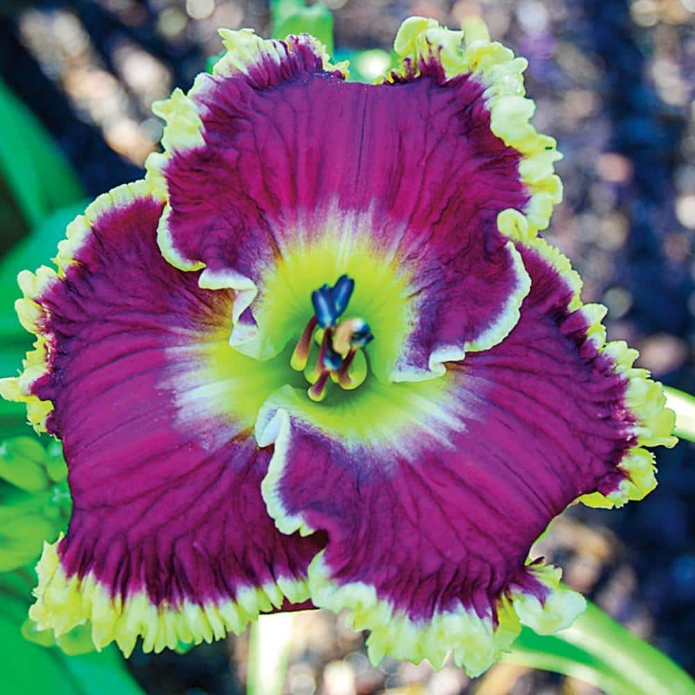 Spring Hill Nurseries 2.50 Qt. Pot, Mulberry Freeze Daylily Flowering ...