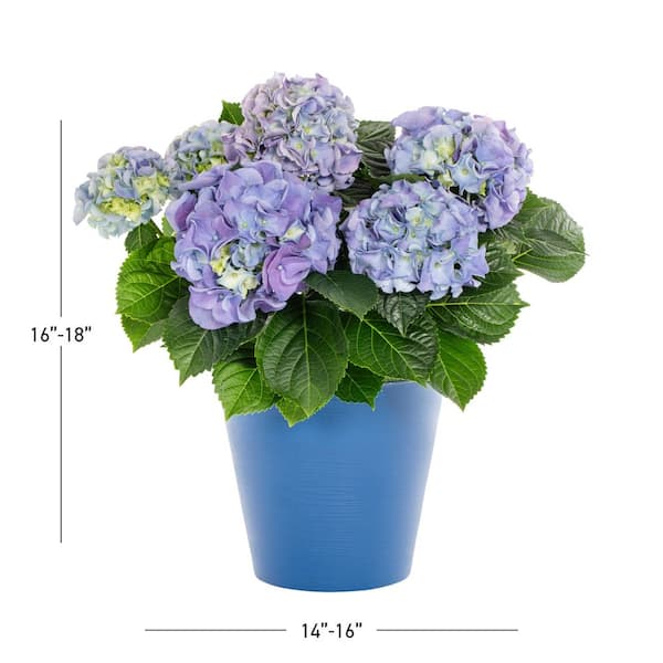 METROLINA GREENHOUSES 1.5 Qt. Deco Floral Hydrangea with Blue