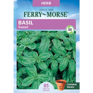 Basil Sweet Herb Seed