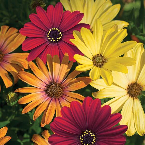 Vigoro 1 Qt. (813Ml) Osteospermum Plant