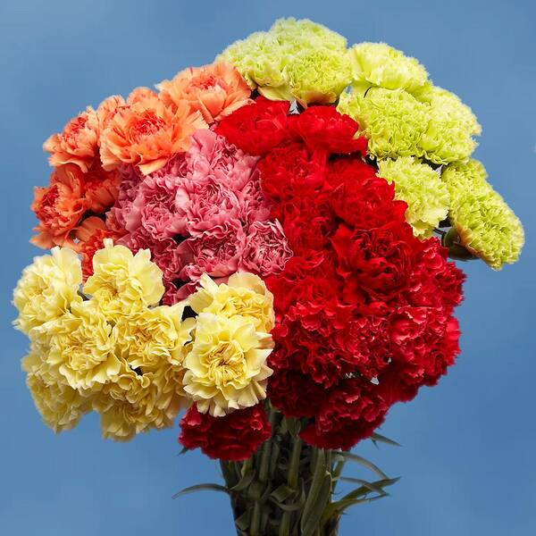 Globalrose Fresh Beautiful Color Carnations (200 Stems)