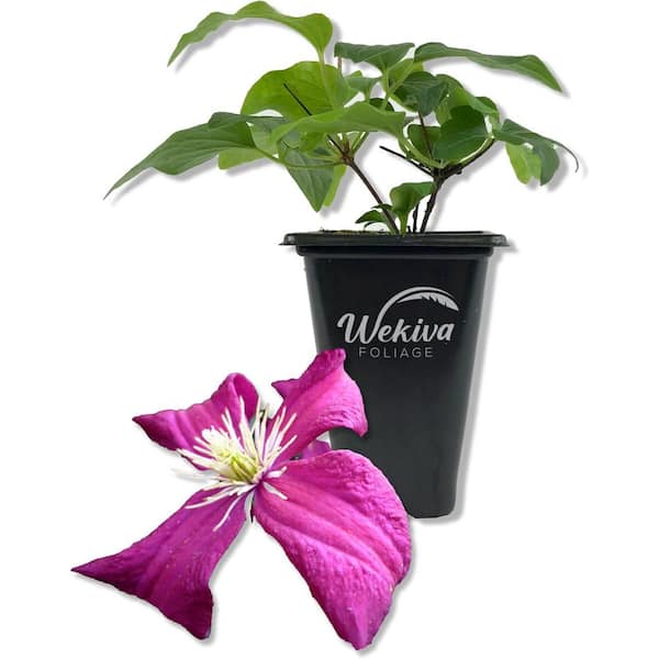 Clematis Madame Julia Correvon-Live Starter Plant in a 2 Inch Pot-Starter Plants-Beautiful Maroon Flowering Vine