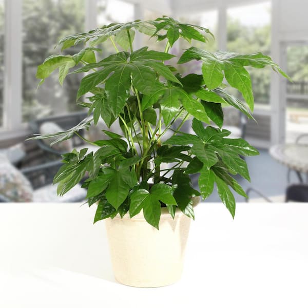 national PLANT NETWORK 2 Gal. Green Fatsia Plant in Black Grower's Pot  HD7475 - The Home Depot