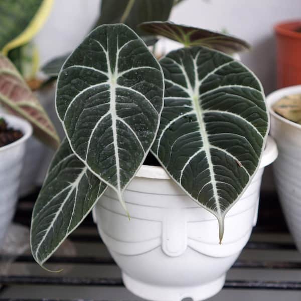 indoor plants banana tree Leya Artificial Banana Tree Potted Plant 10'