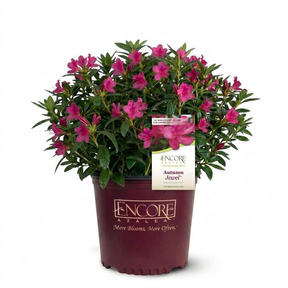 ENCORE AZALEA 1 Gal. Autumn Jewel Azalea Shrub with Reblooming