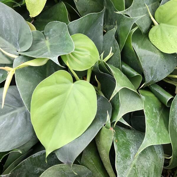 Wekiva Foliage Cordatum Philodendron-Live Plant in an 8 in. Pot