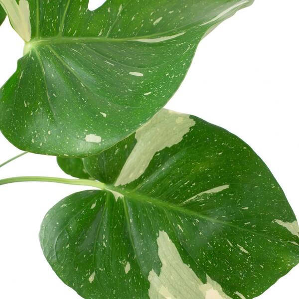 pink princess philodendron light 6 Philodendron Pink Princess