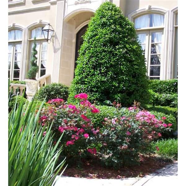 SOUTHERN LIVING 5 Gal. Oakland Japanese Holly(Ilex), Live