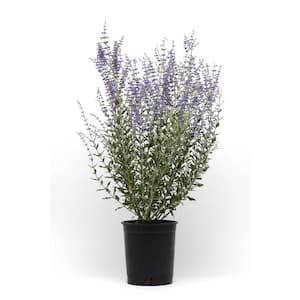 2.5 qt. Perennial Perovskia Atriplicifolia Sage