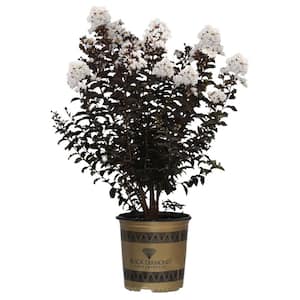 2 Gal. White Crystalline Crape Myrtle Tree