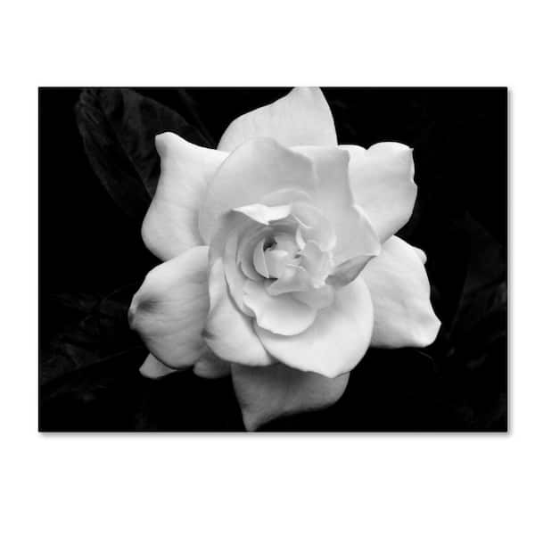Trademark Fine Art Gardenia in Black and White by Kurt Shaffer Floater Frame Nature Print Hidden Frame Wall Art 24 in. x 32 in.