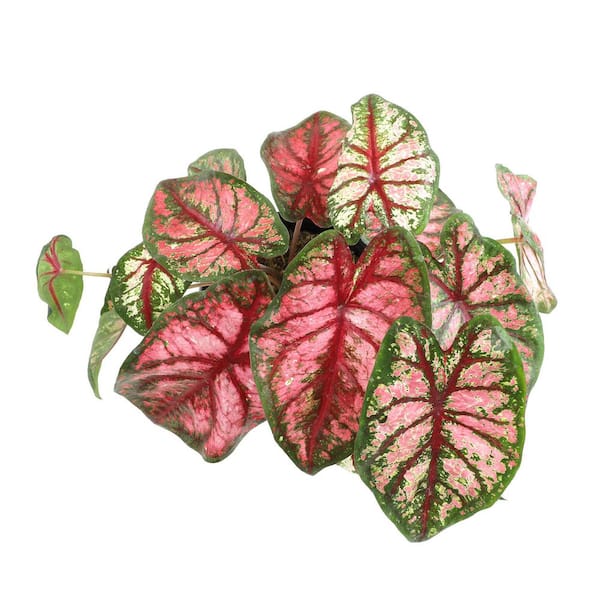 Vigoro 2.5 qt. Caladium Leaf Plant with Pink/White/Green Folliage