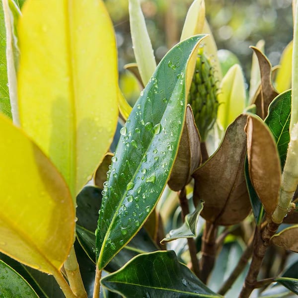 4-5 ft. Tall Little Gem Magnolia (2-Pack) THD00162 - The Home Depot