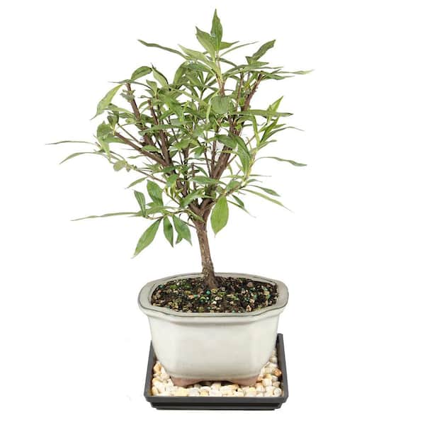 Gardenia Bonsai Tree Plant Outdoor Plant in Ceramic Bonsai Pot Container, 4 Years Old, 6 to 8 in.