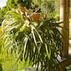 national PLANT NETWORK 4 in. Staghorn Fern Plant (3-Pack) HD1758