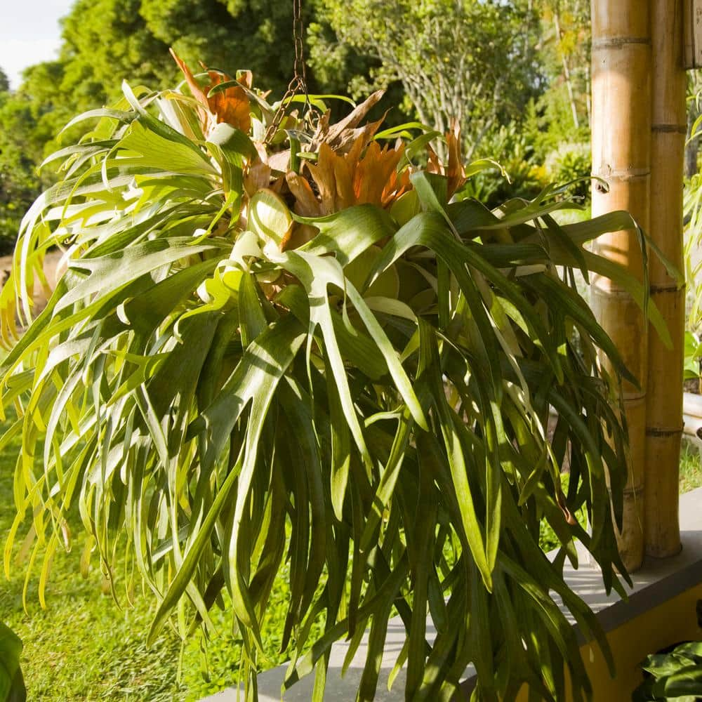 XL Staghorn Fern hot Wood Plank Mounted Houseplants FREE SHIPPING