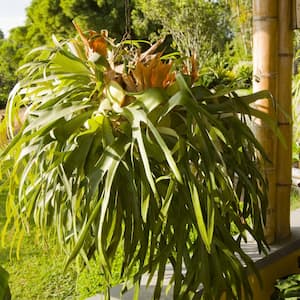 4 in. Staghorn Fern Plant (3-Pack)