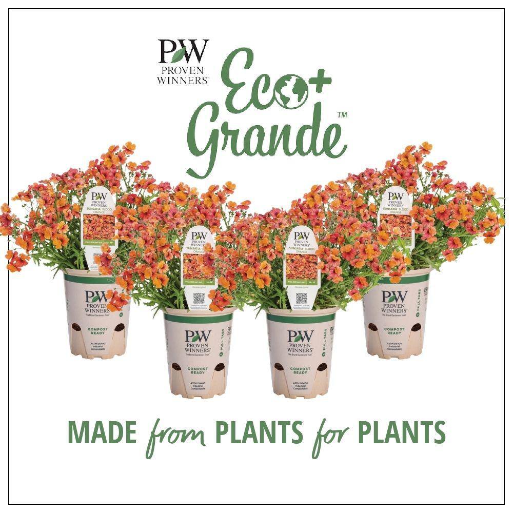 PROVEN WINNERS 4.25 in. Eco+Grande Sunsatia Blood Orange (Nemesia