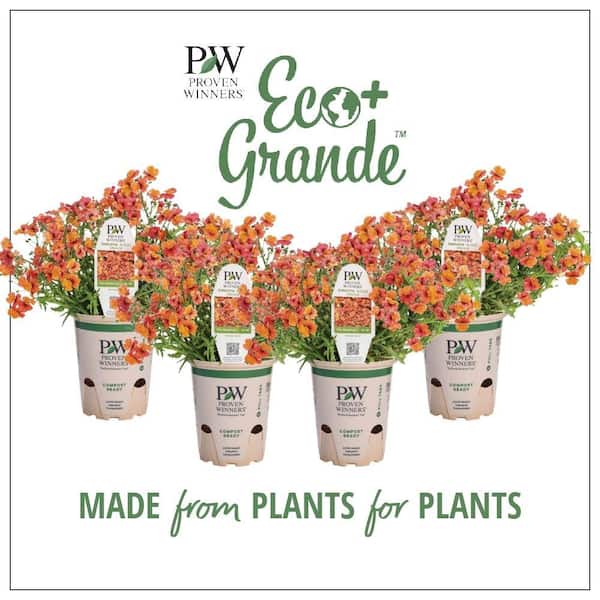 PROVEN WINNERS 4.25 in. Eco+Grande Sunsatia Blood Orange (Nemesia