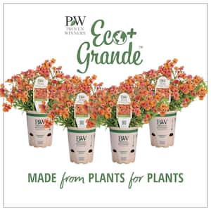 4.25 in. Eco+Grande Sunsatia Blood Orange (Nemesia) Live Plant, Orange Flowers (4-Pack)