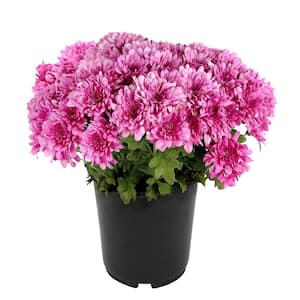 Pink Mum Chrysanthemum Garden Outdoor Plant in 2.5 qt. Grower Pot