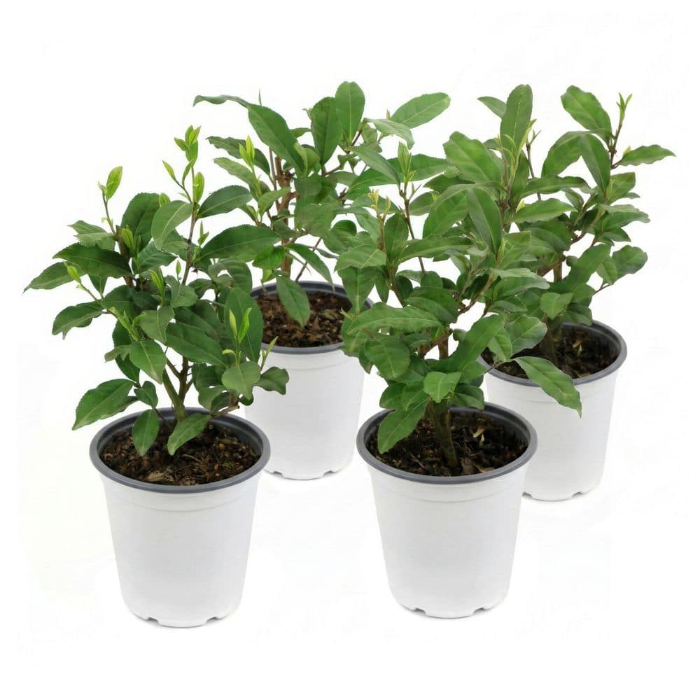 4 in. Brew-Tea-Ful Camellia Sinensis Shrub (8-Pack) price history on PriceWatchPro